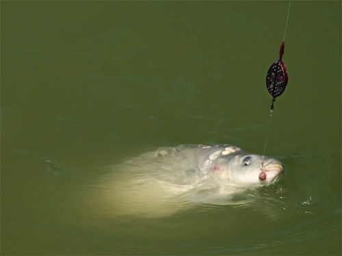 Delphin Method QUIX Method Feeder kosár | L / 60g