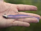 Grub-tartóval ellátott Delphin AeroFORCE jigfej / 5 db | 7,5g-2/0