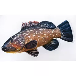 EnergoTeam PILLOW THE DUSKY GROUPER 100CM