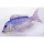 EnergoTeam PILLOW THE DENTEX80CM