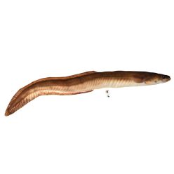 EnergoTeam HALASPÁRNA ANGOLNA 115CM