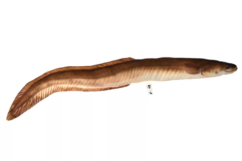 EnergoTeam HALASPÁRNA ANGOLNA 115CM
