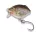 IRON TROUT Crank RB 3cm / 2,6g / floating