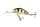 SALMO WOBBLER HORNET H6F OHS