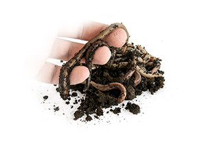 EnergoTeam KANADAI GILISZTA THERMO DOBOZBAN