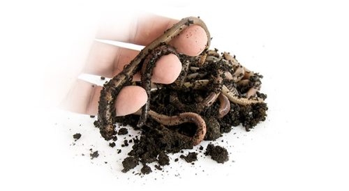 EnergoTeam KANADAI GILISZTA THERMO DOBOZBAN