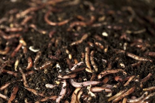 EnergoTeam GILISZTA KÖZEPES 20DB