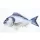 EnergoTeam PILLOW THE GILTHEAD SEA BREAM 60cm