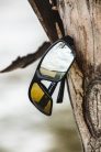 Strike King S11 Optics Clinch Silver Sunglasses -